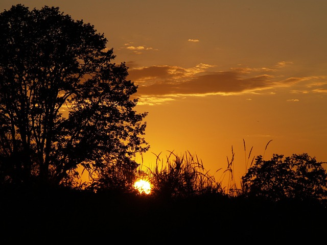 A breathtaking Texas sunset casting warm hues over trees and bushes, setting the perfect scene for a cozy cabin retreat near Austin.